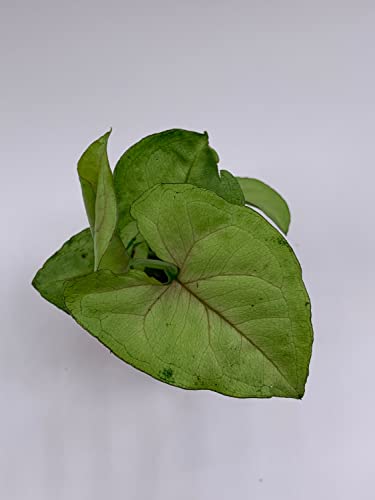 BubbleBlooms Syngonium Cream Allusion in 2 inch Pot, Well Rooted Live Starter House Plant