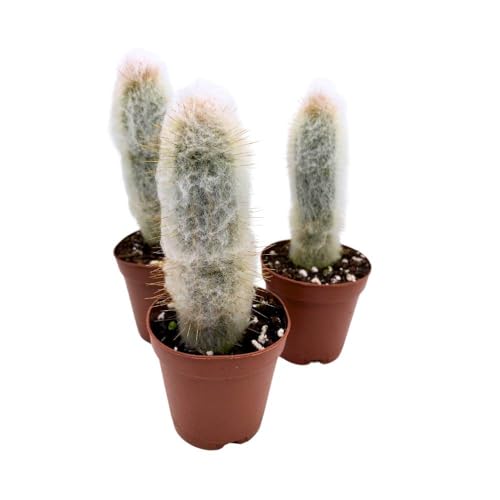BubbleBlooms Silver Torch Cactus Cleistocactus strausii, 2 inch Set of 3, Wooly Torch Tiny Mini Pixie