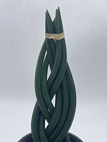 BubbleBlooms Braided sansevieria, Dragon Fingers, 6 inch Pot