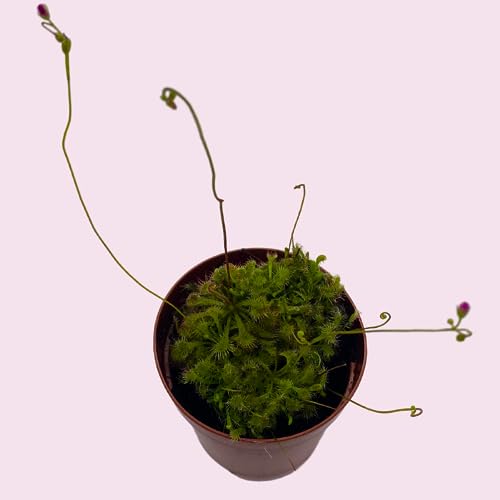 BubbleBlooms Drosera, Sundews, Rare Carnivorous Plant, in 2 inch Pot Capensis Cape
