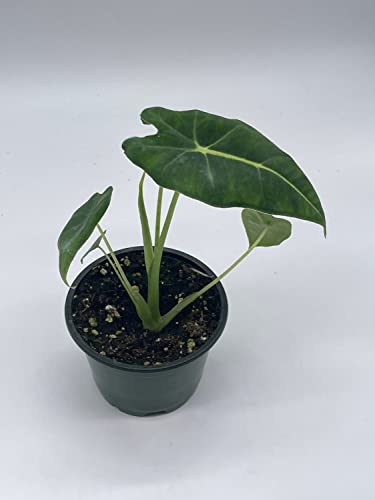 BubbleBlooms Alocasia Micholitziana, Velvet Elvis, 4 inch