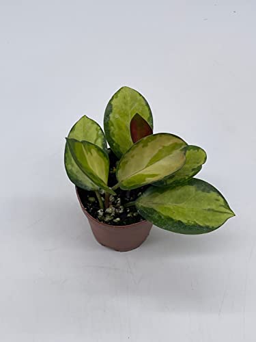 BubbleBlooms Variegated Hoya Australis in a 2 inch Pot, Live Rooted Potted Rare Succulent