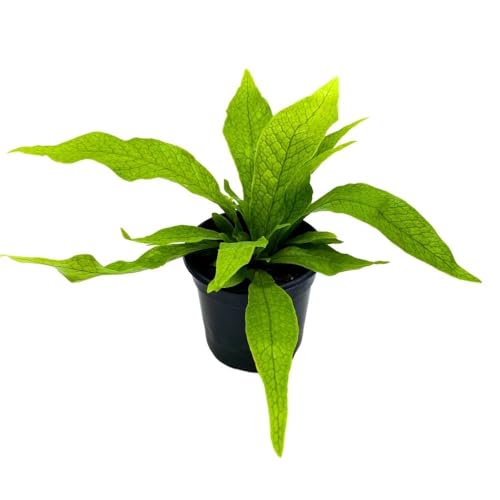 BubbleBlooms Crocodile Fern Microsorum musifolium Crocodyllus in a 4 inch Pot