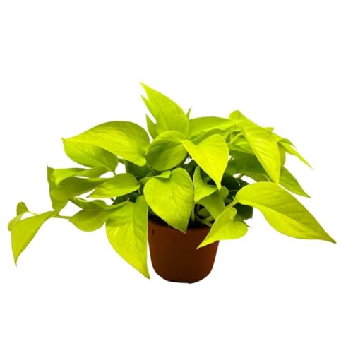 BubbleBlooms Neon Pothos in a 6 inch Pot Devil's Ivy, Hunter's Rove