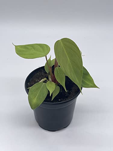 BubbleBlooms Fuzzy Petiole Philodendron Nangaritense in a 4 inch Pot