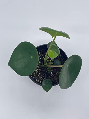 BubbleBlooms Peperomia Polybotrya in a 4 inch Pot Raindrop Tear Drop Pilea Pixie