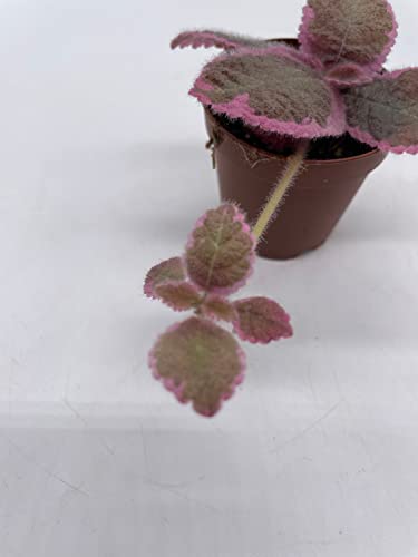 BubbleBlooms Variegated Flame Violet in a 2 inch Pot Pink Smoke, Episcia Cupreata