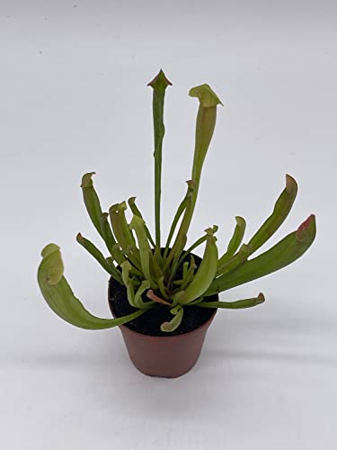 BubbleBlooms Sweet Pitcher Plant, Carnivorous Plant, Sarracenia rubra Walter pitcherplant
