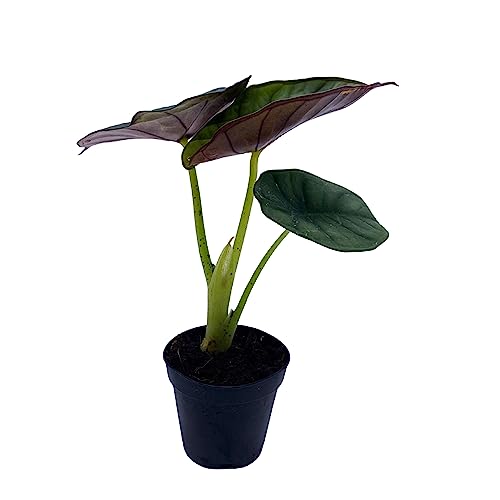 BubbleBlooms Alocasia Nebula, Nebula Imperialis, Black Diamond, Silver Plant, Alocasia Silver Nebula, Elephant Ear Plant in 2 inch Pot