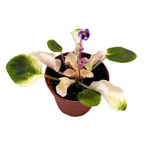 Harmony Foliage Harmony's Purple Passion Variegated African Violet in a 4 inch Pot Purple Flower Saintpaulia Hybrid Gesneriads