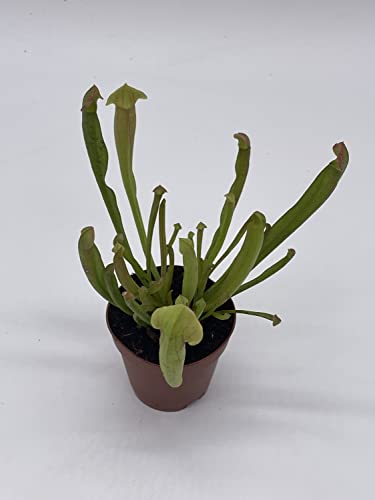 BubbleBlooms Sweet Pitcher Plant, Carnivorous Plant, Sarracenia rubra Walter pitcherplant