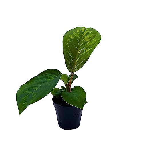 BubbleBlooms Homalomena Camouflage in a 2 inch Pot