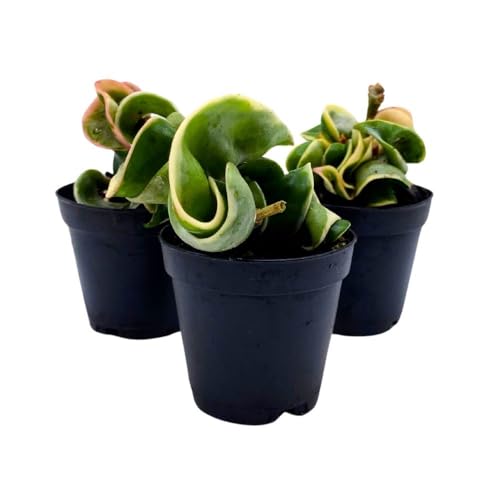 BubbleBlooms Hoya Variegated Hindu Rope 2 inch Set of 3 Crinkle Wax Plant Porcelain Flower Tiny Mini Pixie Plants