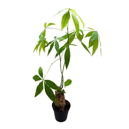 BubbleBlooms Money Tree Stump in a 4 inch Pot Pachira aquatica Guiana Chestnut