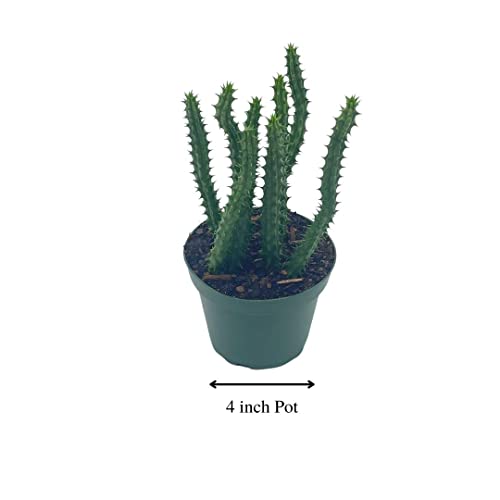 BubbleBlooms Huernia Red Dragon Stapelia Cactus/Huernia penzigii, in 4 inch Pot