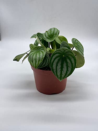 BubbleBlooms Watermelon Peperomia in a 6 inch Pot Peperomia Argyreia