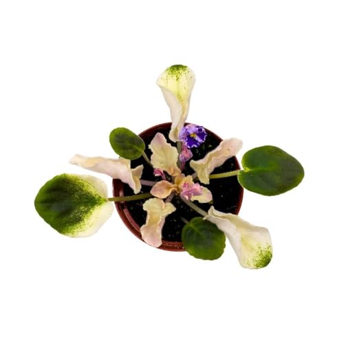 Harmony Foliage Harmony's Purple Passion Variegated African Violet in a 4 inch Pot Purple Flower Saintpaulia Hybrid Gesneriads