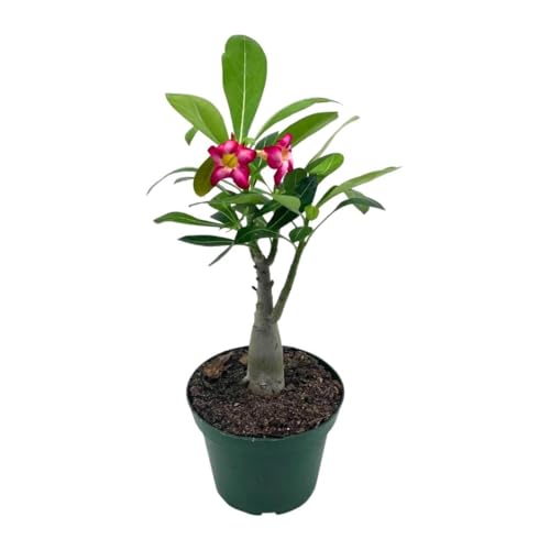 BubbleBlooms Desert Rose in a 4 inch Pot Adenium Obesum, White and Pink Flower