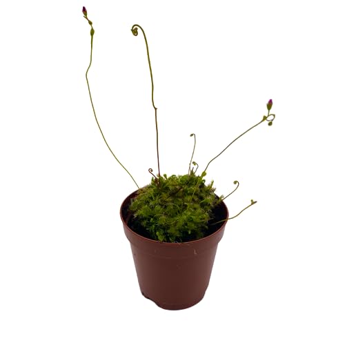 BubbleBlooms Drosera, Sundews, Rare Carnivorous Plant, in 2 inch Pot Capensis Cape
