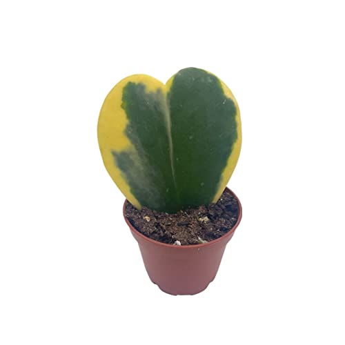 BubbleBlooms Variegated Hoya Kerrii Heart in a 2-inch Pot Sweetheart Mother's Day Plant