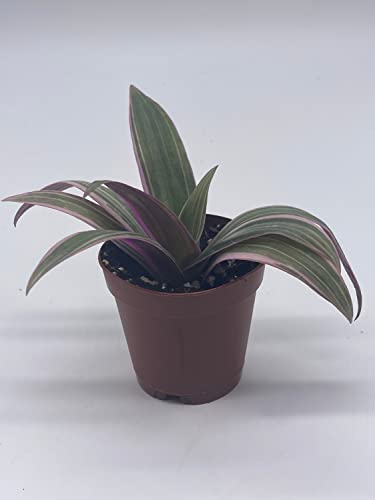 BubbleBlooms Moses in The Cradle, 2 inch Tradescantia spathacea, Rhoeo discolor, Spiderwort spiderplant, Pink Spider Oyster Plant, boatlily