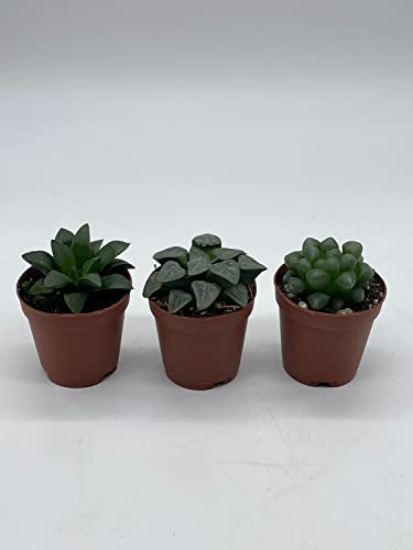 BubbleBlooms Rare Haworthia Assortment, 3 Hard to find Haworthias, Grower's Choice