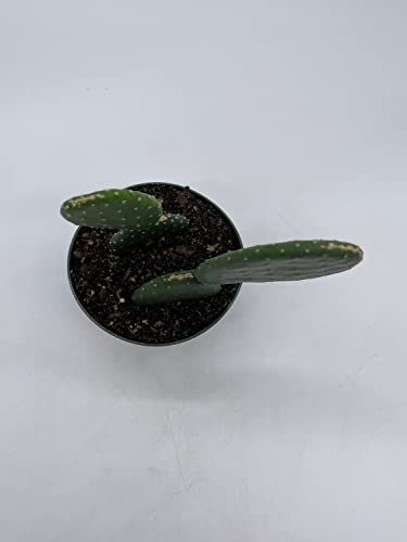 BubbleBlooms Opuntia ficus-Indica, Prickly Pear Cactus, Rare Cactus in a 4 inch Pot Well Rooted