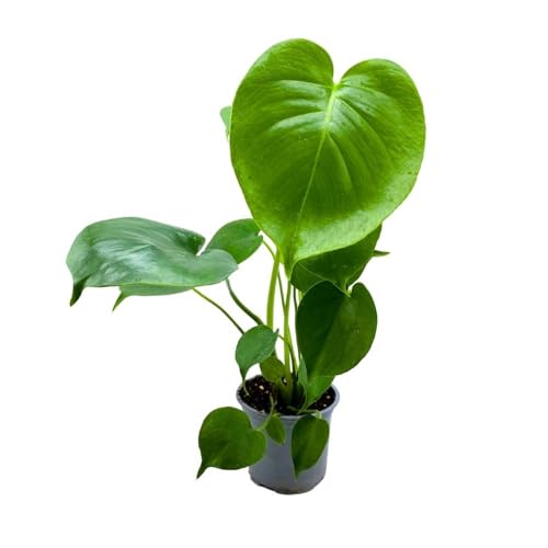 BubbleBlooms Monstera Deliciosa, 4 inch Split-Leaf Philo, Original Swiss Cheese Philodendron, Minimal Holes