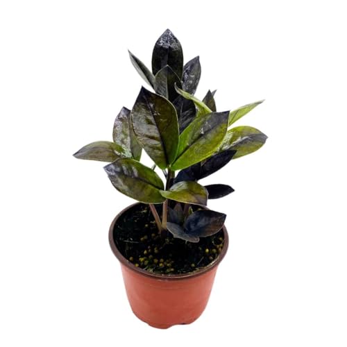 BubbleBlooms Black ZZ, 4 inch Raven Zamioculcas Zamiifolia Dowon Jet-Black
