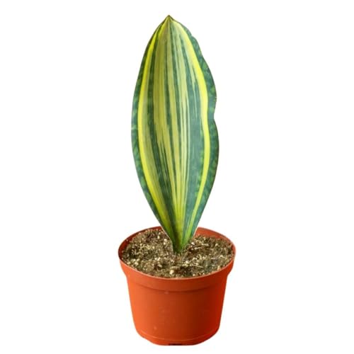 BubbleBlooms Variegated Whale Fin Snake Plant in a 6 inch Pot Sansevieria Masoniana Yellow Variegation, Whale Tail