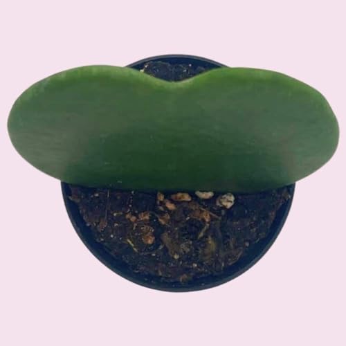 BubbleBlooms Hoya Kerrii Green Heart 6-Pack 2 inch Single Leaf No Node Sweetheart Mother's Day Valentine's Day Plant