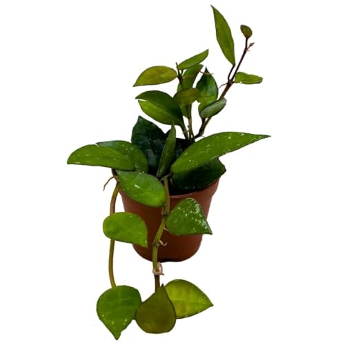 BubbleBlooms Hoya Krohniana Black 2 inch