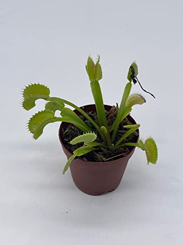 BubbleBlooms Carnivorous Plant in 2 inch Pot, Perennial Living Bug Catcher Tiny Mini Pixie Plant
