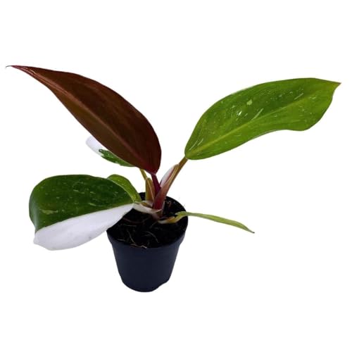 BubbleBlooms Philodendron White Princess, Philodendron Erubescens Hybrid in 2 inch Pot