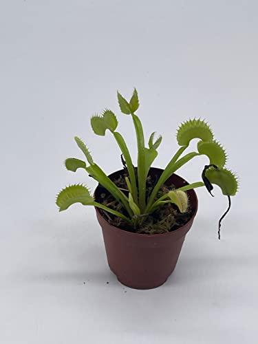 BubbleBlooms Carnivorous Plant in 2 inch Pot, Perennial Living Bug Catcher Tiny Mini Pixie Plant
