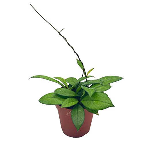 BubbleBlooms Hoya Crassiopetiolata in a 4 inch Pot Rare Limited Availability Hoya