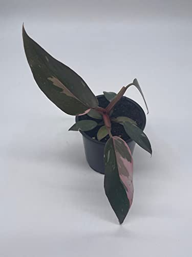 BubbleBlooms Philodendron Pink Princess in a 4 inch Pot Extremely Rare House Plant