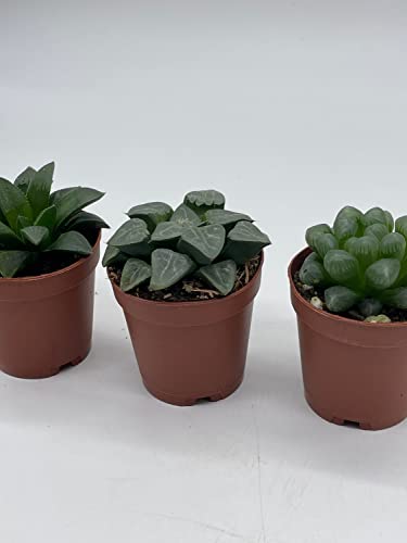 BubbleBlooms Rare Haworthia Assortment, 3 Hard to find Haworthias, Grower's Choice