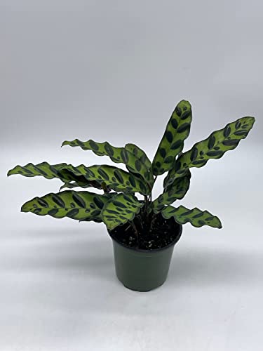 Calathea Lancifolia, Rattlesnake, Prayer Plant, Rattle Snake, 4 inch Pot