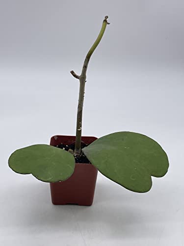 BubbleBlooms Hoya Kerrii Hearts On The Vine, with at Least 2+ Hearts, Vining Plant in a 2 inch Pot Well Rooted