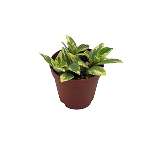 BubbleBlooms Columnea Light Prince Goldfish Plant 2 inch hirta Lipstick Tiny Mini Pixie Arrangement-Sized Plant