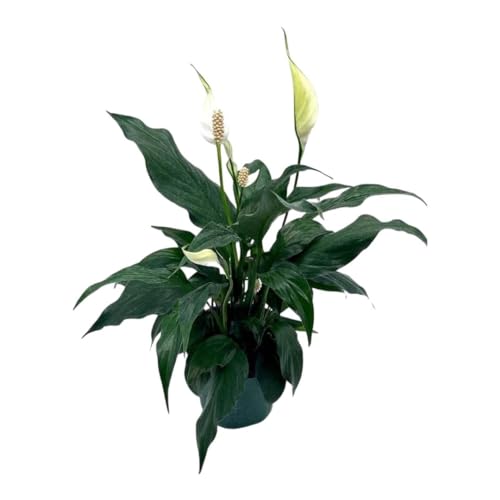peace lily 10 inch BubbleBlooms Peace Lily in a 4 inch Pot Spathiphyllum Wallisii, White – Florida House Plants