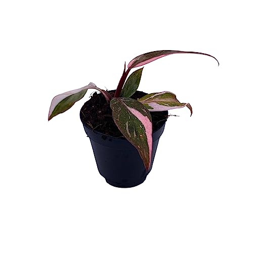 BubbleBlooms Pink Princess Philodendron, Blushing Philodendron, Philodendron Erubesens Hybrid in 2 inch Pot