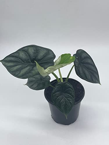 BubbleBlooms Alocasia Dragon Scale, Alocasia Baginda, Black Dragon Scale, Rarest Alocasia, in a 4 inch Pot
