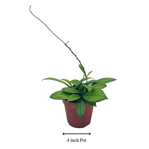 BubbleBlooms Hoya Crassiopetiolata in a 4 inch Pot Rare Limited Availability Hoya