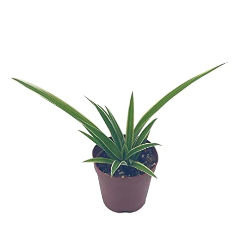 BubbleBlooms Spider Plant, Chlorophytum comosum, Limited, in a 2 inch Pot Tiny Mini Pixie Plant