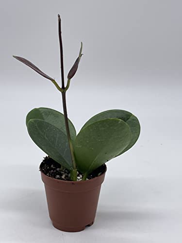 BubbleBlooms Hoya Australis in a 2 inch Pot, Live Rooted Potted Tiny Mini Pixie Plant