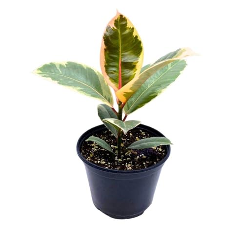BubbleBlooms Ficus elastica Tineke Variegated 6 inch India Rubber Tree Decora Fig Plant