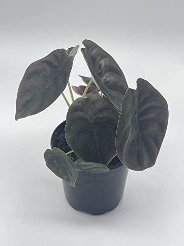 BubbleBlooms Alocasia Cuprea, Jewel Alocasia, Red Secret in a 4 inch Pot Mirror Plant, Rare
