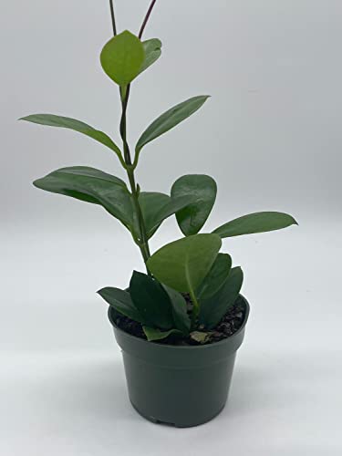 BubbleBlooms Hoya Australis in a 4 inch Pot
